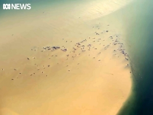 На юге Австралии на мель заплыли 270 дельфинов-гринд, 25 из них уже погибли (ФОТО)
