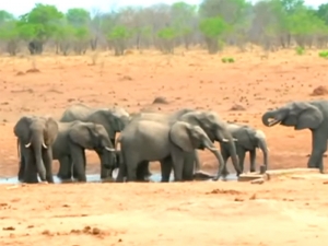 В Зимбабве назвали причиной массовой гибели слонов бактериальное заболевание