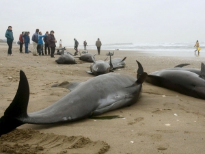 Около 150 дельфинов выбросились на восточное побережье Японии