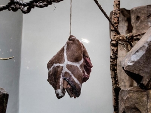Копенгагенский зоопарк опроверг обвинения в использовании домашних животных в качестве корма хищникам