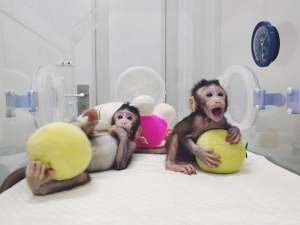 На пути к лечению рака и возможности клонирования человека:  ученые в Китае совершили прорыв в клонировании  обезьян