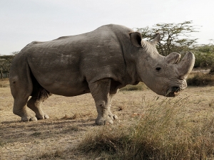 Умер последний на планете самец северного белого носорога