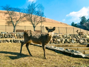 В японском парке из-за кусачих оленей ввели правила кормления животных