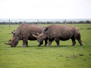 Ученые поделились радостью - им удалось искусственно оплодотворить самку белого носорога