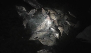 На минчанина завели дело за улов 24 лещей в Чижовском водохранилище