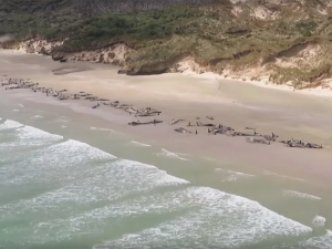 В Новой Зеландии на берег выбросились около 150 черных дельфинов. Половина погибли, остальных пришлось 