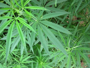 В Великобритании вступил в силу закон о легализации марихуаны в медицинских целях