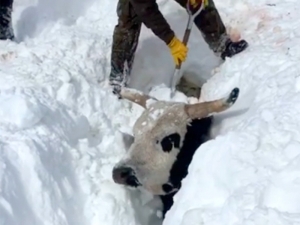 В США спасают заметенный снегом скот, задействован даже экскаватор (ФОТО, ВИДЕО)