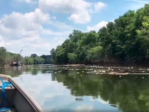 Разлив виски в Кентукки: в реке на участке в 37 км гибнет рыба, странный вкус водопроводной воды в столице штата (ФОТО, ВИДЕО)