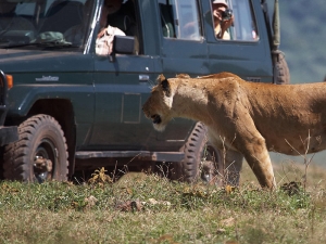 Львы в Национальном парке в ЮАР освоили новый вид охоты - они ловят своих жертв, прячась за машинами туристов