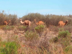 Убей верблюда - спаси воду: в Австралии решили отстрелить 10 тысяч животных ради экономии воды и спокойствия аборигенов