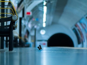 Бой мышей в метро Лондона получил главный приз публики на конкурсе 'Лучшее фото живой природы - LUMIX' (ФОТО)