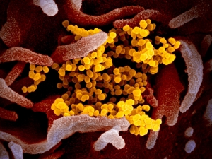 ВОЗ повысила до 'очень высокого' риск распространения коронавируса