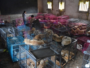 В Китае официально решили полностью запретить употребление в пищу мяса собак