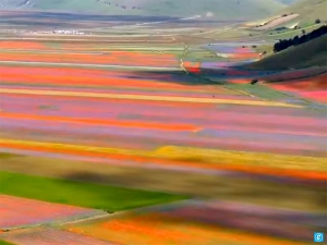 Тысячи туристов съехались в итальянскую деревню, чтобы увидеть на цветущих лугах ожившие картины импрессионистов (ФОТО, ВИДЕО)