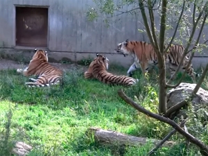 В шведском зоопарке усыпили тигрицу Настасью, заболевшую COVID-19